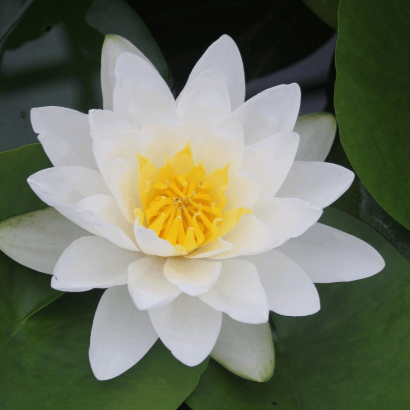 Nymphaea Virginalis Water Lily