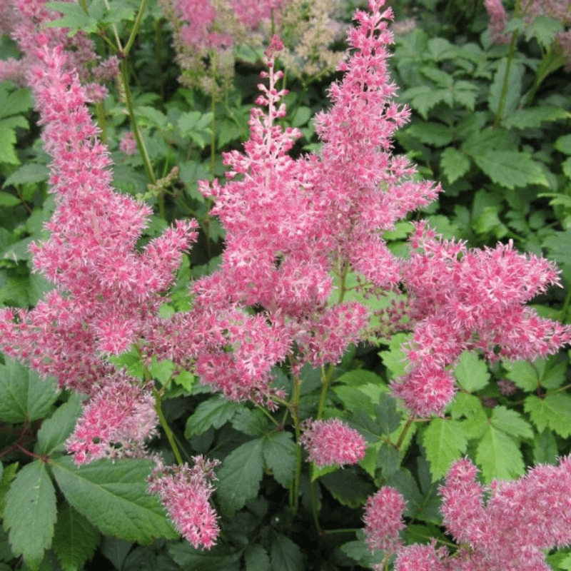 Astilbe Pink False Goats Beard