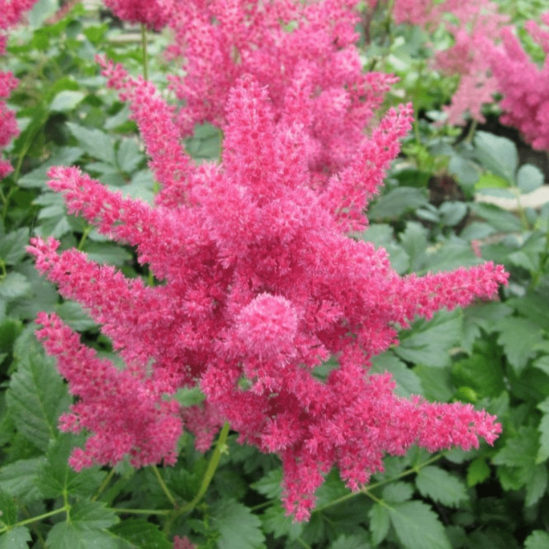 Astilbe Red False Goats Beard