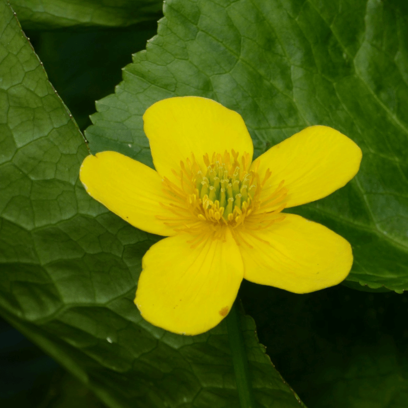 Caltha Palustris Polypetala Giant Marsh Marigold