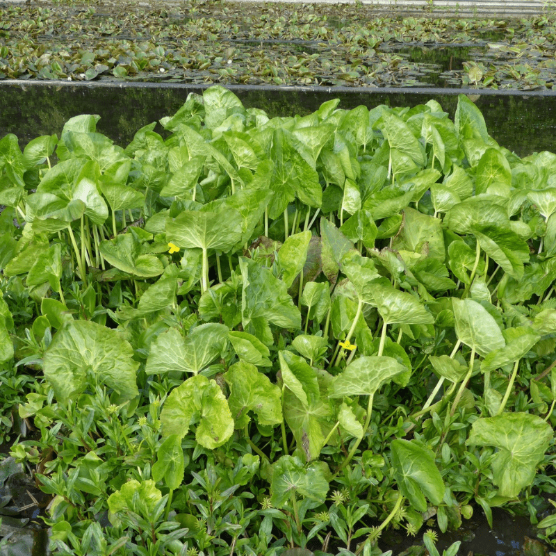 Caltha Palustris Polypetala Giant Marsh Marigold