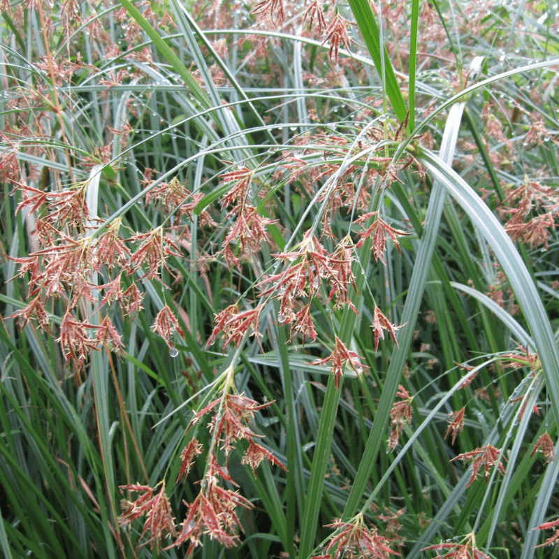 Cyperus Longus Sweet Gallingale