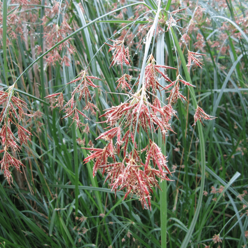 Cyperus Longus Sweet Gallingale