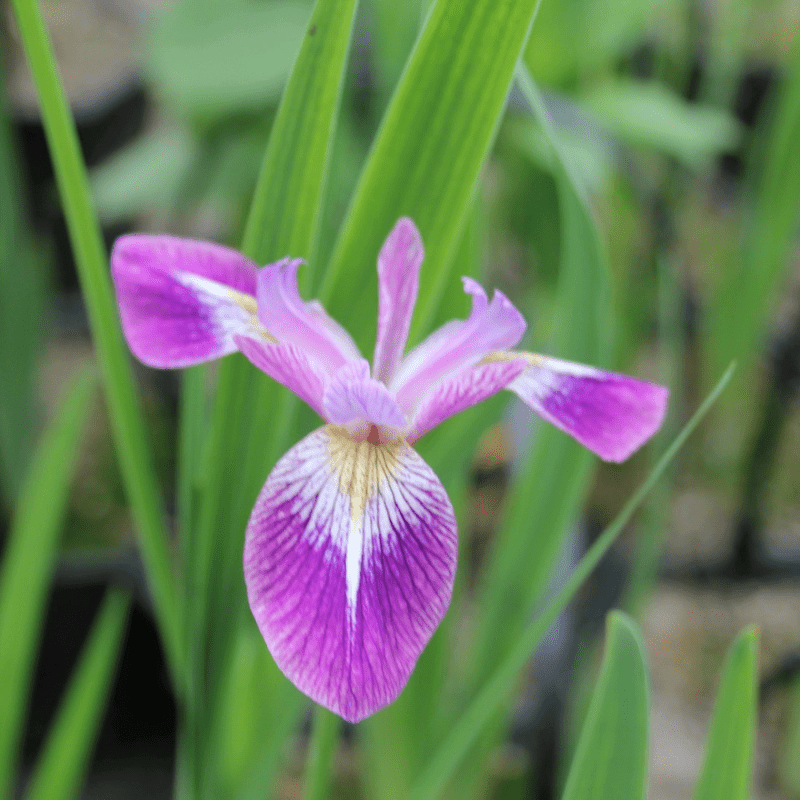 Iris Versicolor Kermesina Northern Blue Flag