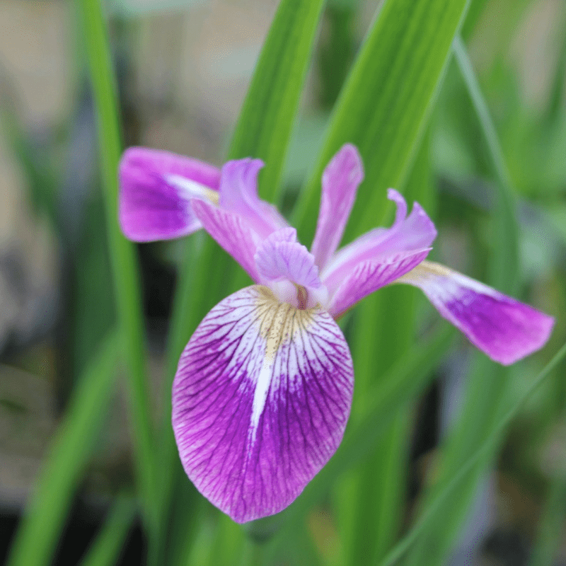 Iris Versicolor Kermesina Northern Blue Flag