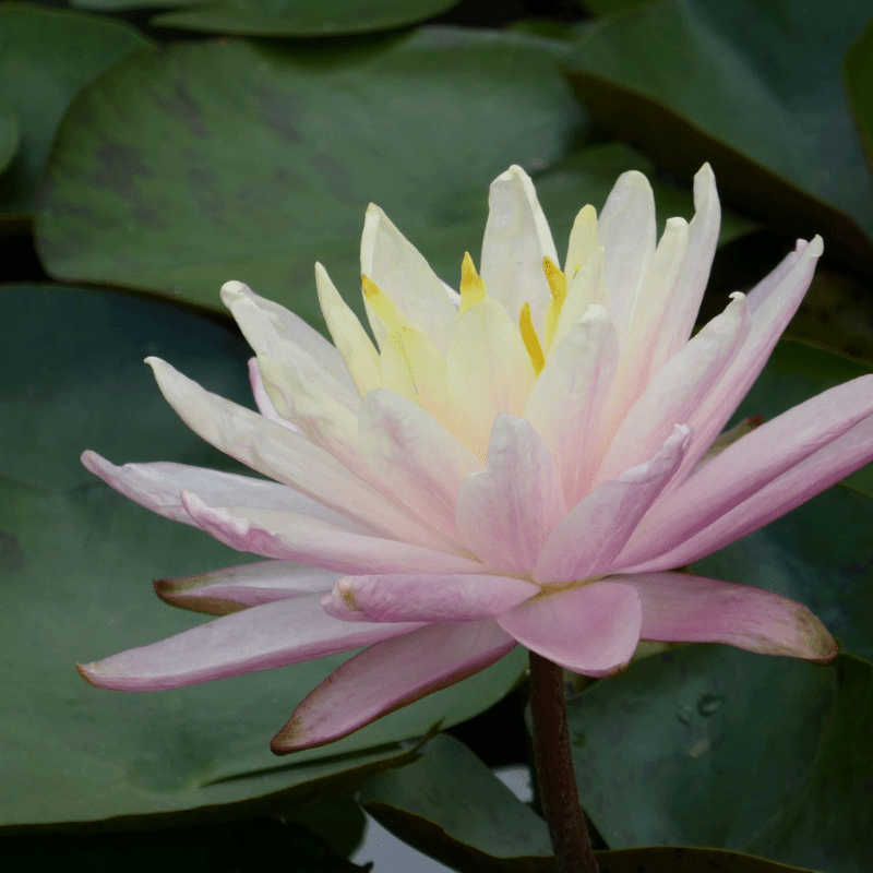 Nymphaea Barbara Dobbins Water Lily