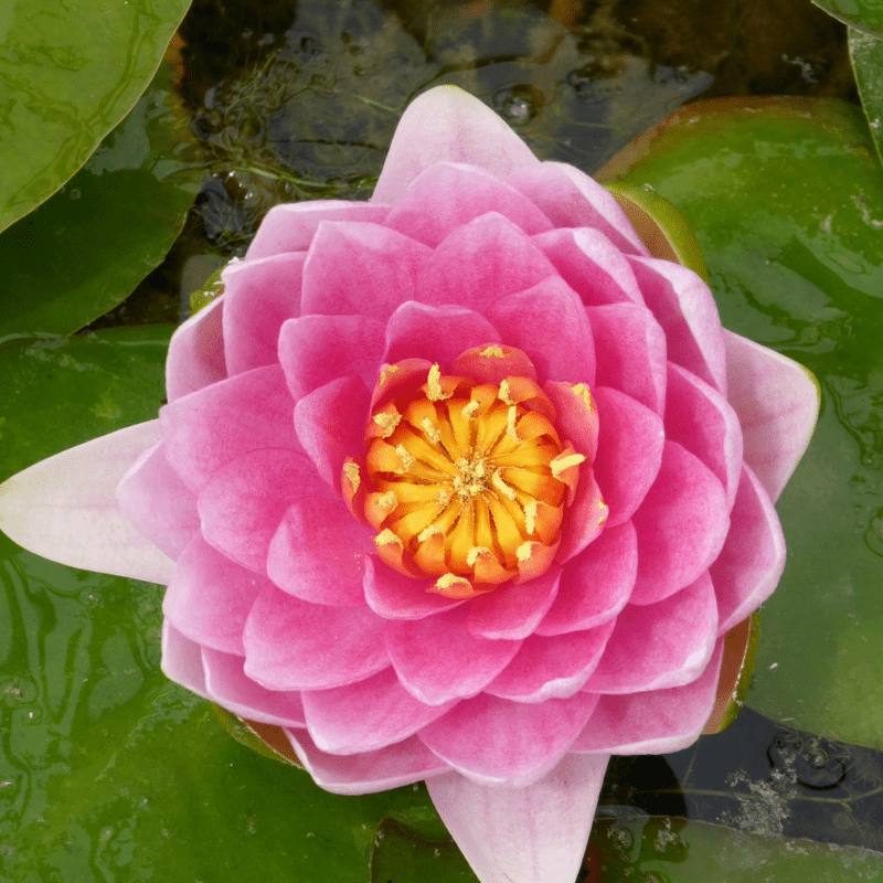 Nymphaea Madame Wilfron Gonnere Water Lily