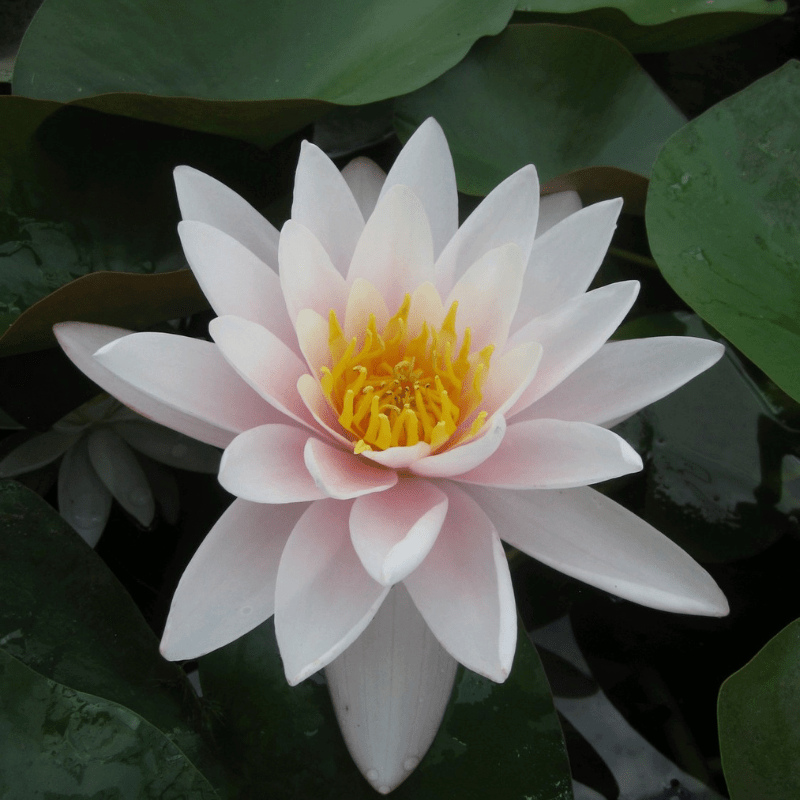 Nymphaea Marliacea Carnea Water Lily