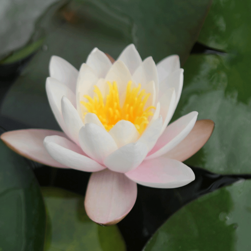 Nymphaea Marliacea Carnea Water Lily