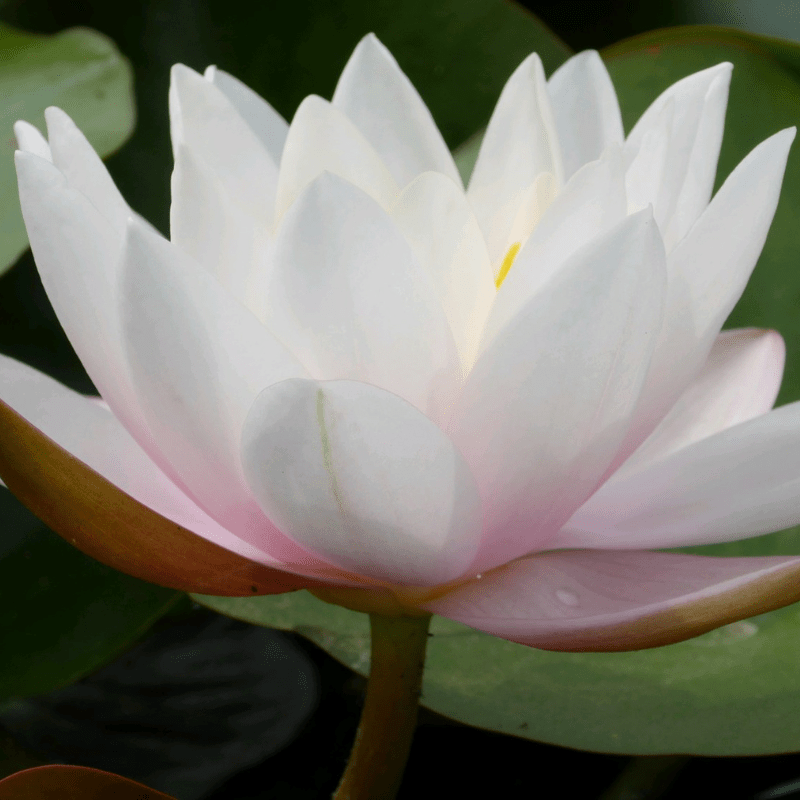 Nymphaea Marliacea Carnea Water Lily