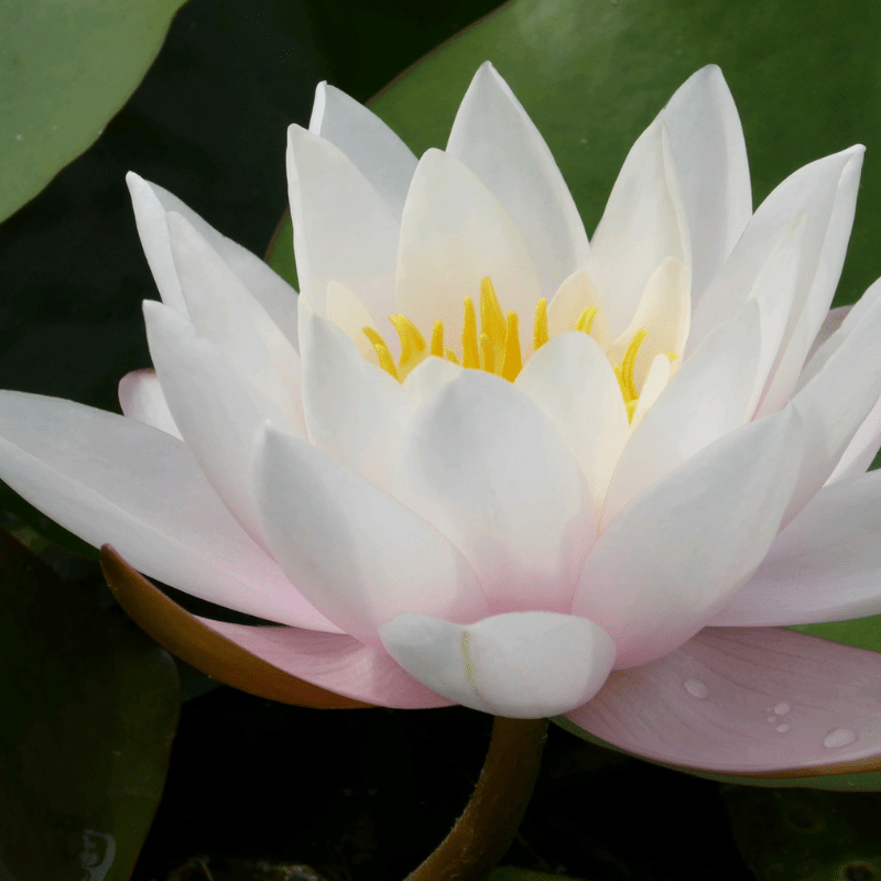 Nymphaea Marliacea Carnea Water Lily