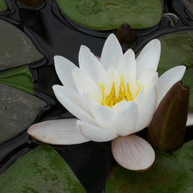 Nymphaea Marliacea Carnea Water Lily