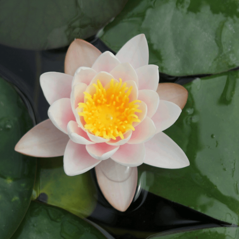 Nymphaea Marliacea Carnea Water Lily