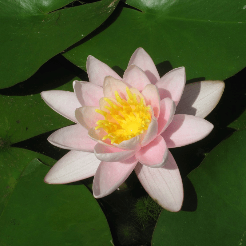 Nymphaea Marliacea Carnea Water Lily