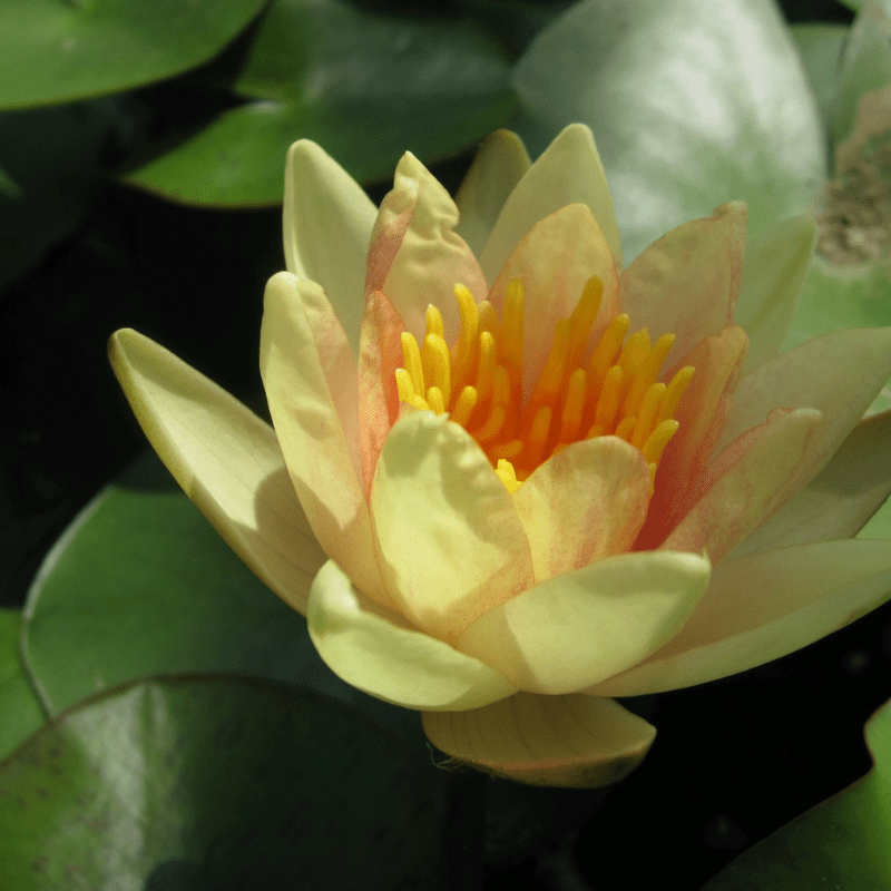 Nymphaea Sioux Water Lily