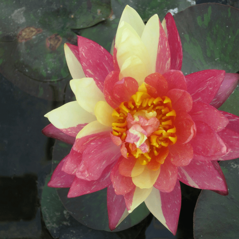 Nymphaea Wanvisa Water Lily