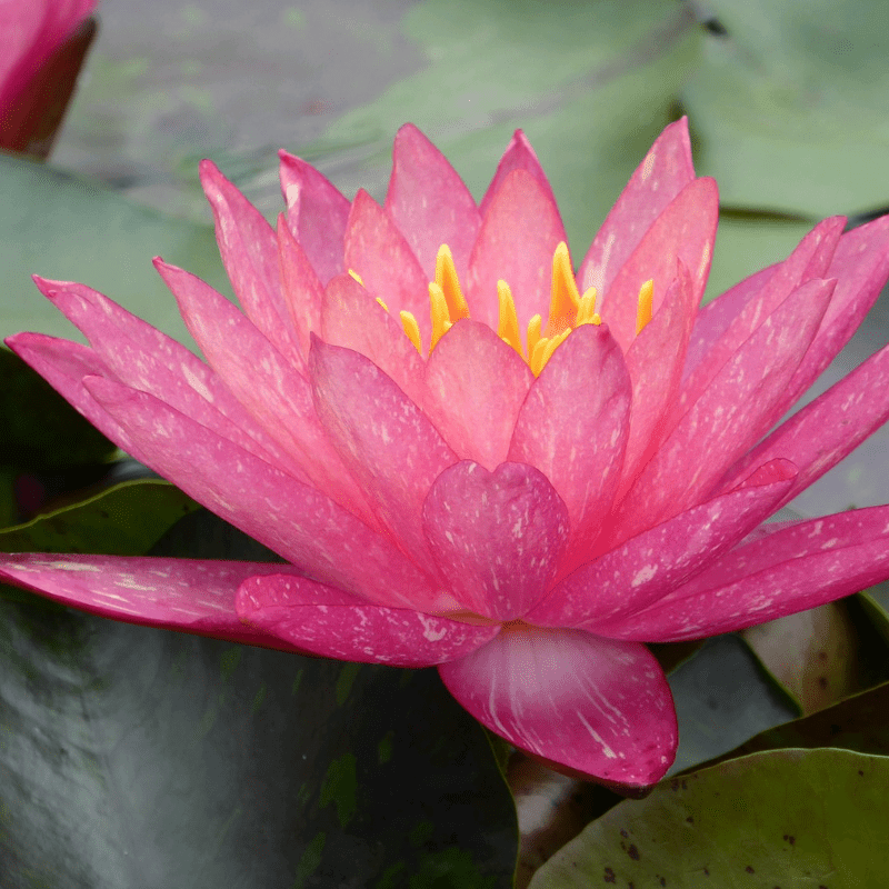 Nymphaea Wanvisa Water Lily