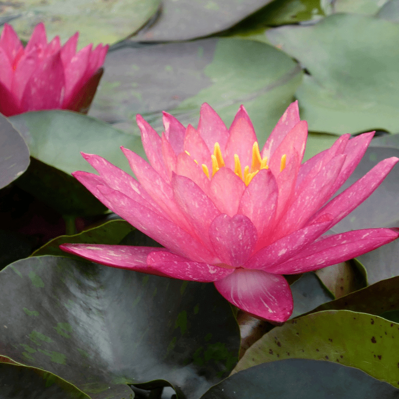 Nymphaea Wanvisa Water Lily