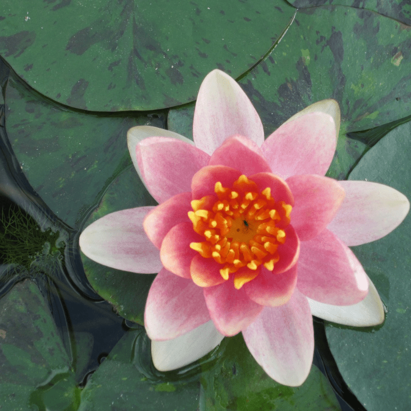 Nymphaea Aurora Water Lily