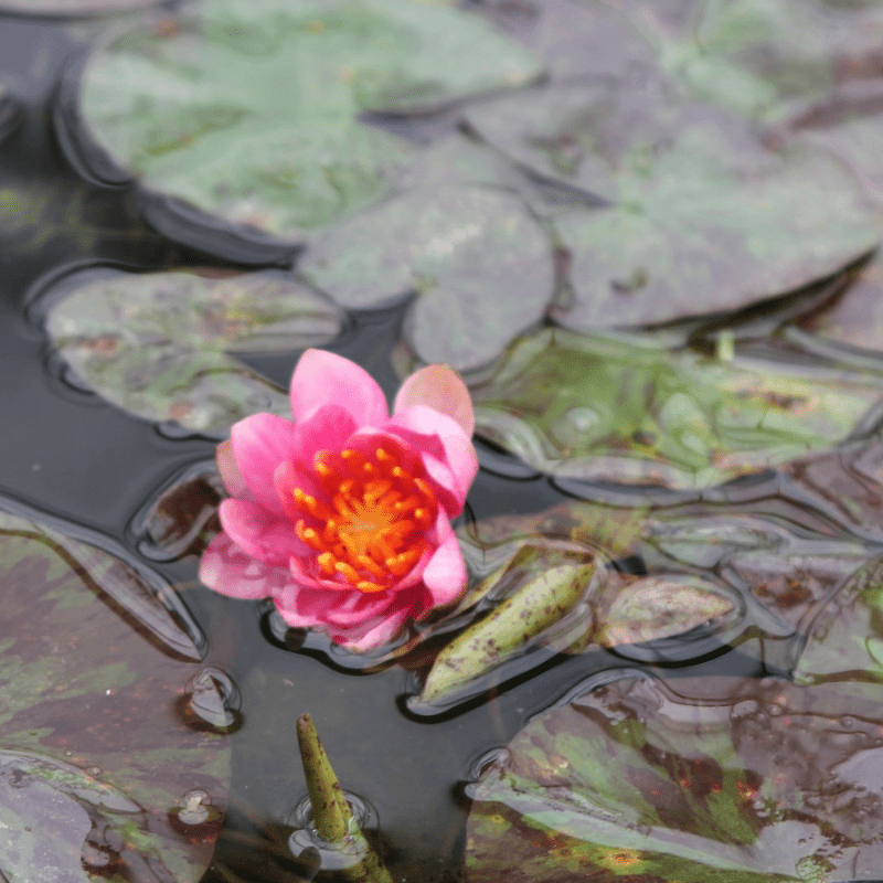 Nymphaea Aurora Water Lily