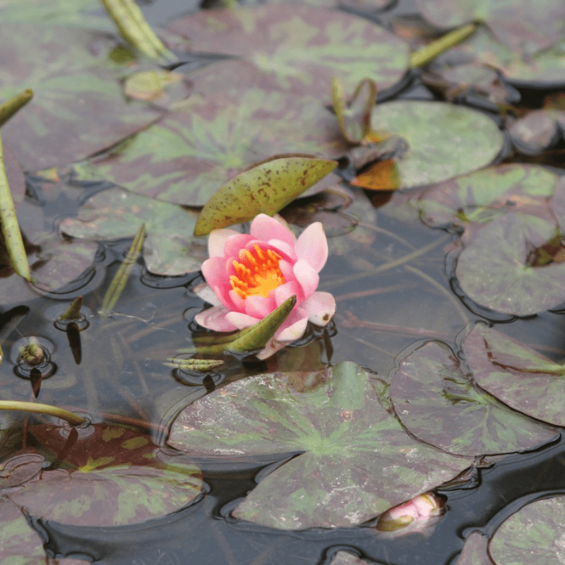 Nymphaea Aurora Water Lily