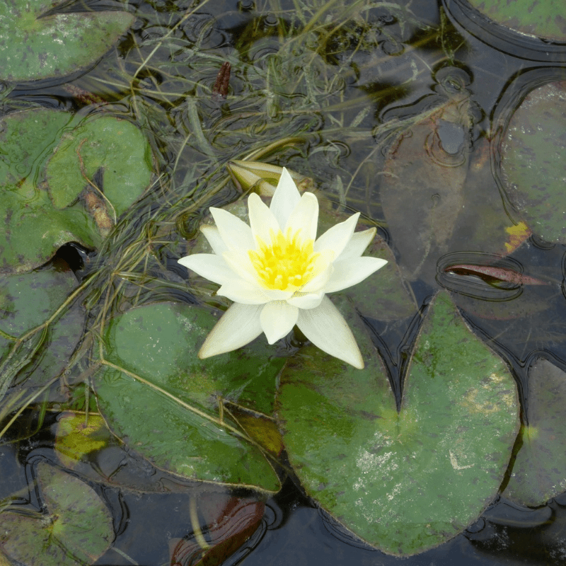 Nymphaea Pygmaea Helvola Water Lily