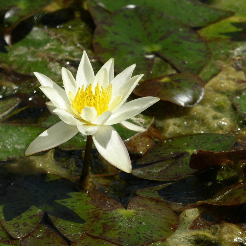 Nymphaea Pygmaea Helvola Water Lily