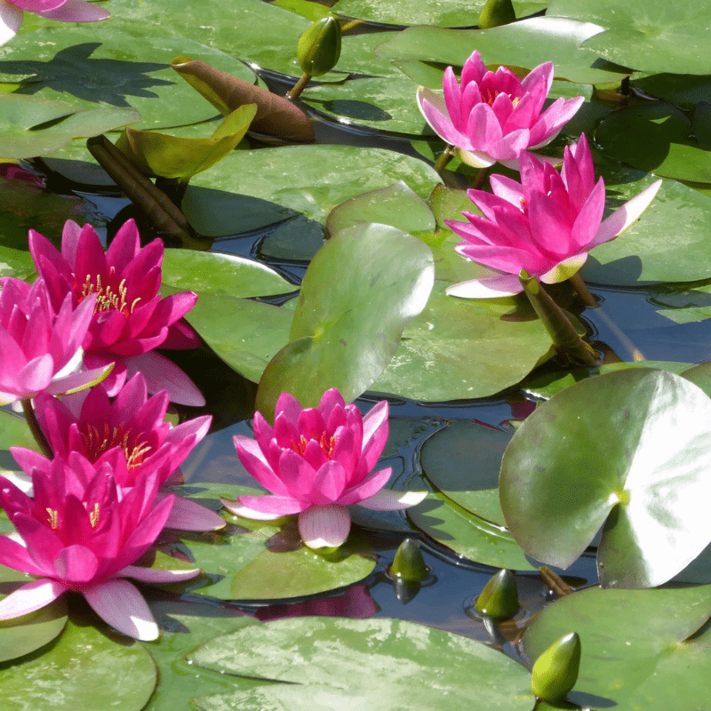 Nymphaea Xiafei Water Lily