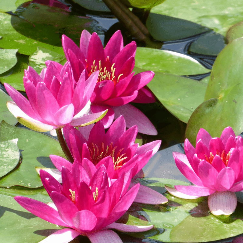 Nymphaea Xiafei Water Lily