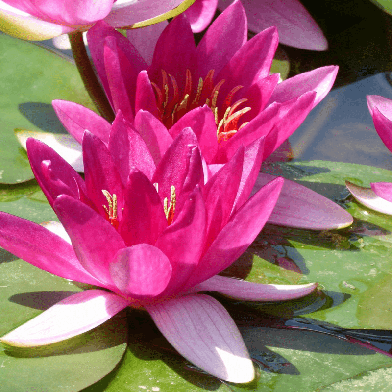 Nymphaea Xiafei Water Lily