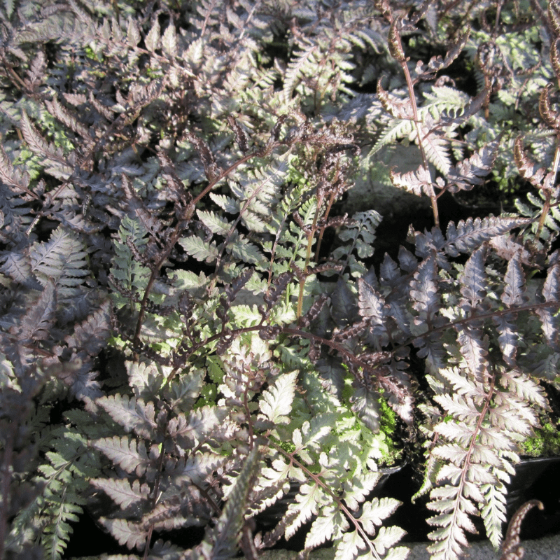 Athyrium Niponicum Metallicum Japanese Painted Fern