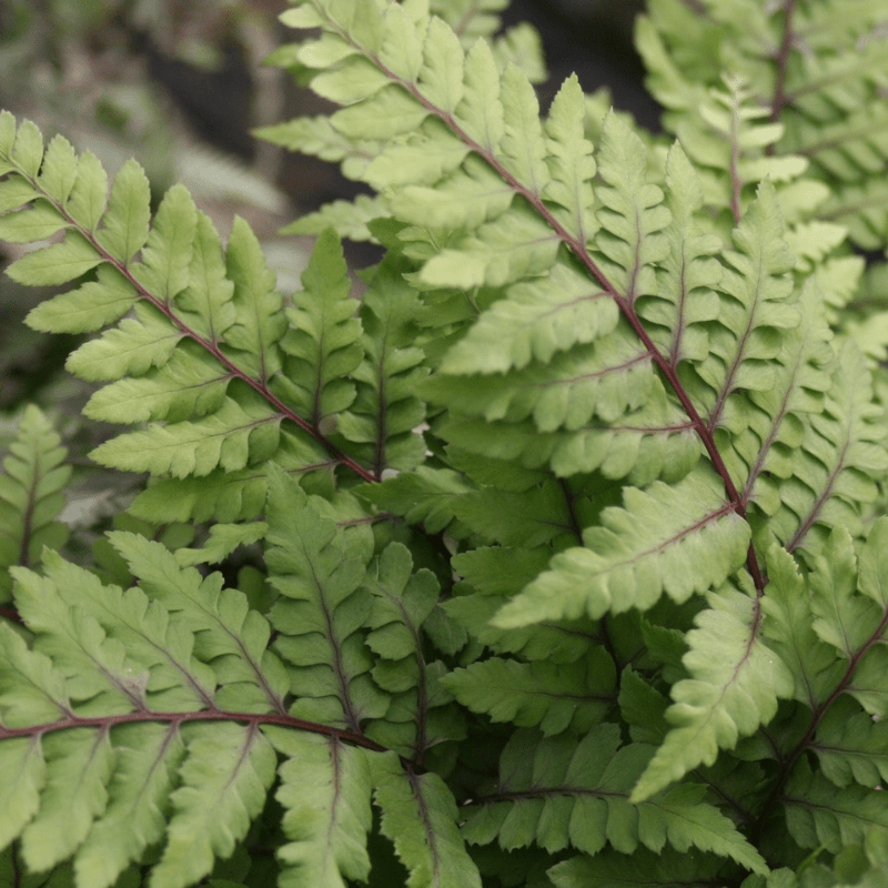 Athyrium Otoph Okanum Eared Lady Fern