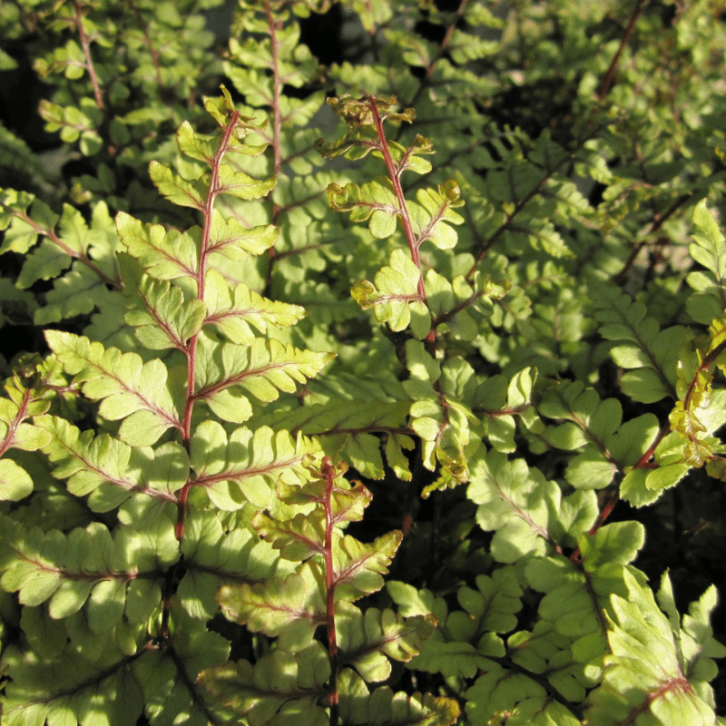 Athyrium Otoph Okanum Eared Lady Fern