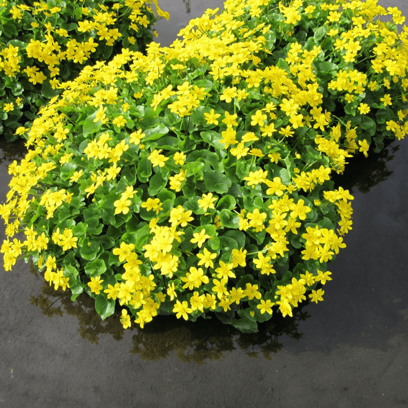 Caltha Palustris Marsh Marigold