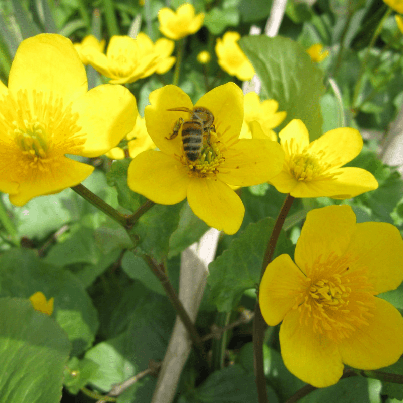 Caltha Palustris Marsh Marigold