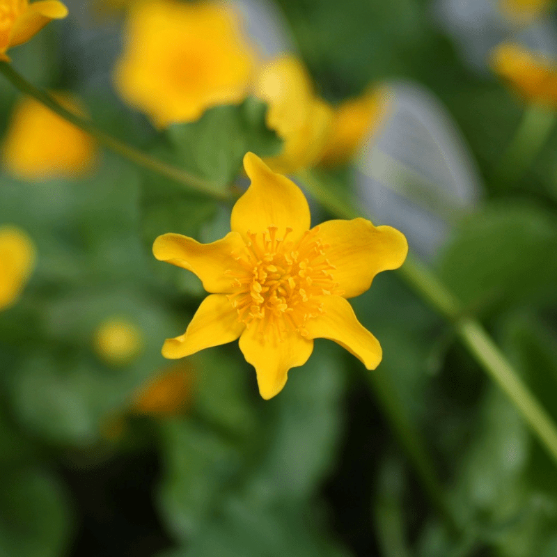 Caltha Palustris Marsh Marigold