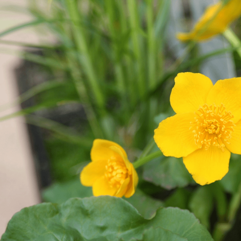 Caltha Palustris Marsh Marigold