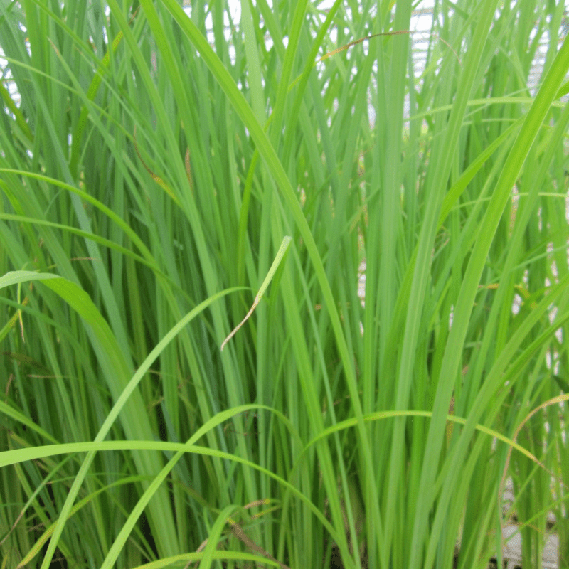 Carex Acuta Slender Tufted Sedge