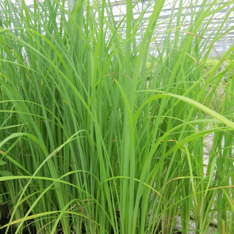 Carex Acuta Slender Tufted Sedge