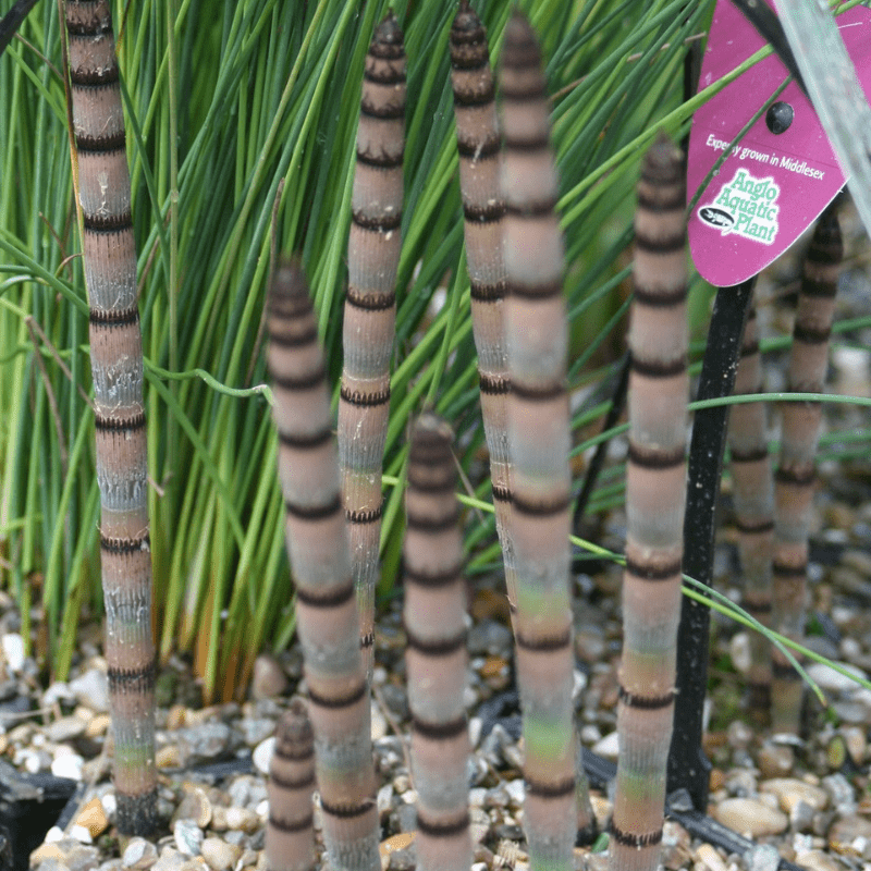 Equisetum Hyemale Rough Horsetail