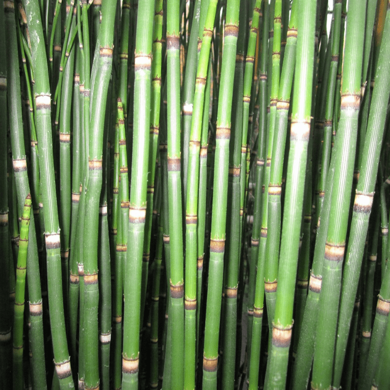 Equisetum Hyemale Rough Horsetail