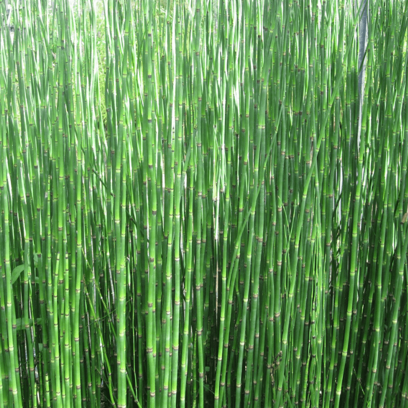 Equisetum Hyemale Rough Horsetail