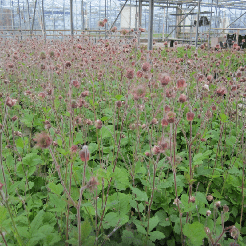 Geum Rivale Water Avens