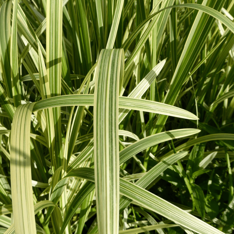 Glyceria Maxima Variegata Variegated Reed Sweet Grass