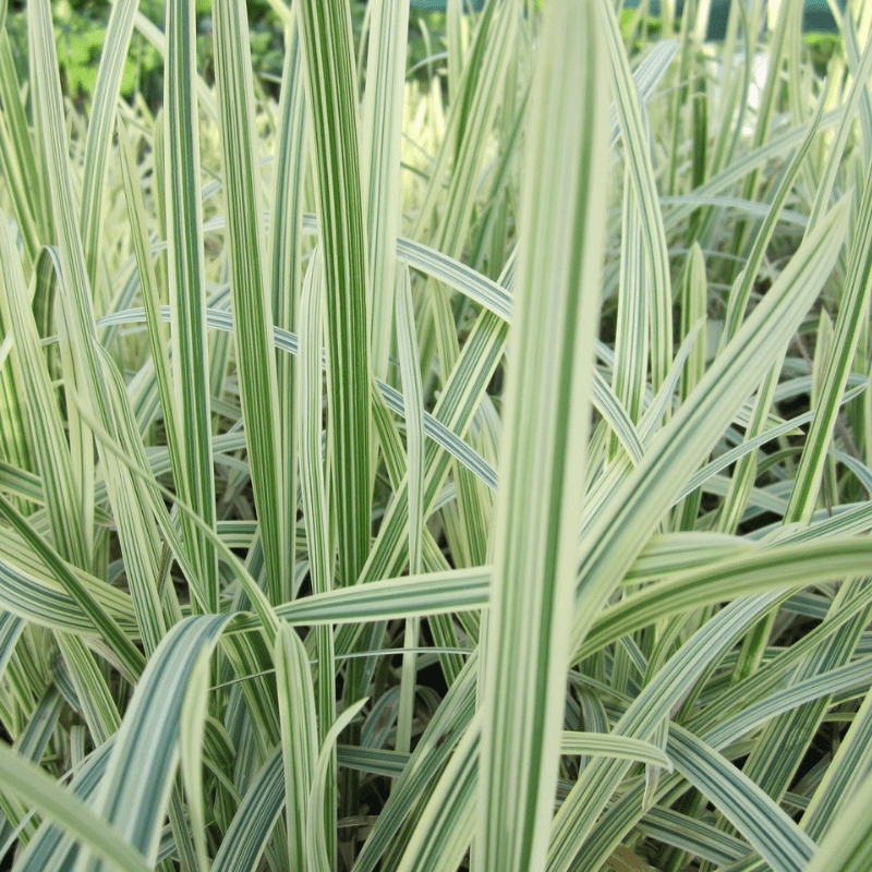 Glyceria Maxima Variegata Variegated Reed Sweet Grass