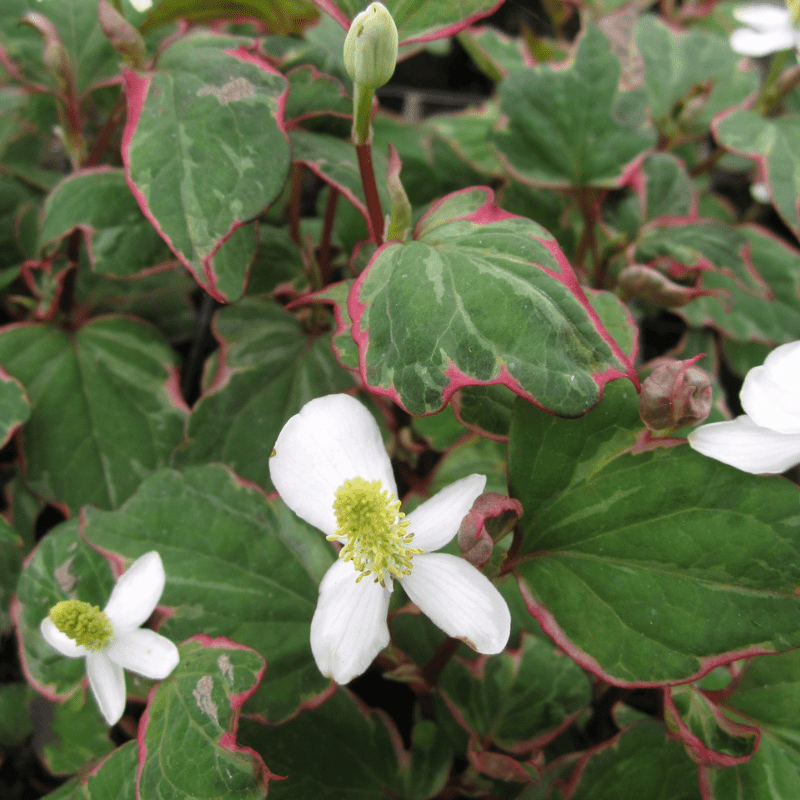 Houttuynia Cordata Boo Boo