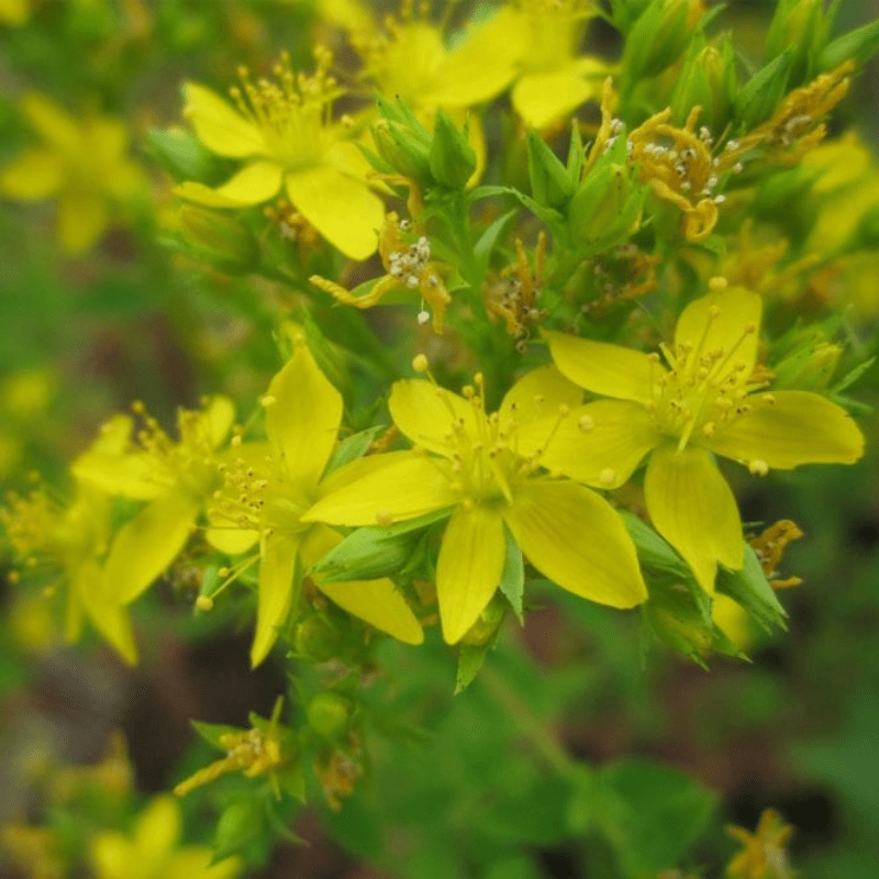 Hypericum Tetrapterum Square Stalked St Johns Wart