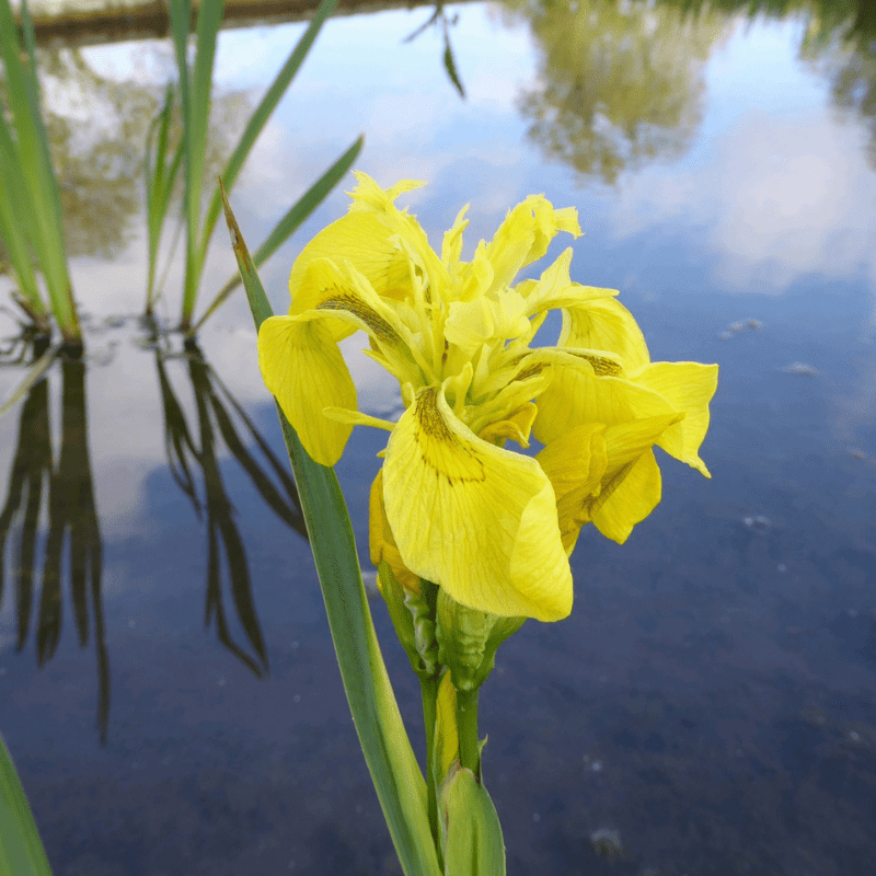 Iris Pseudacorus Yellow Flag