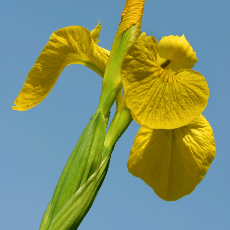 Iris Pseudacorus Yellow Flag