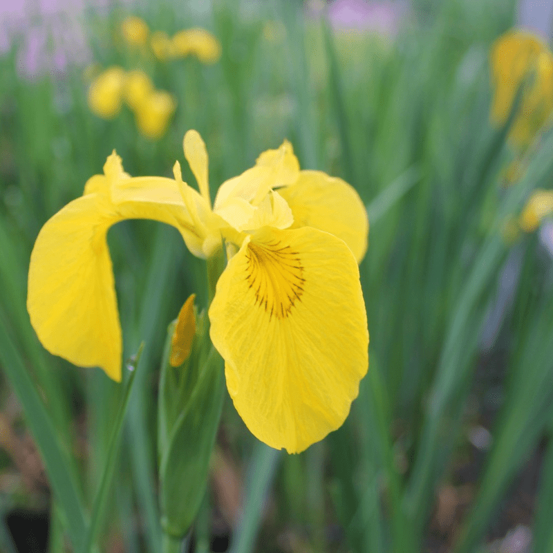 Iris Pseudacorus Yellow Flag